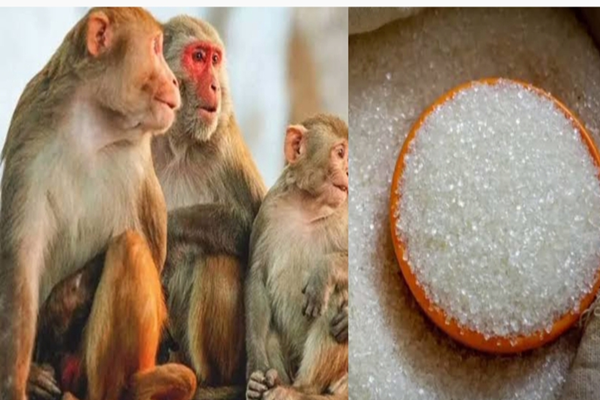 Read more about the article बंदरों का आतंक, एक महीने में चट कर गए 35 लाख रुपए की चीनी! अब अफसरों को भरना पड़ेगा हर्जाना
