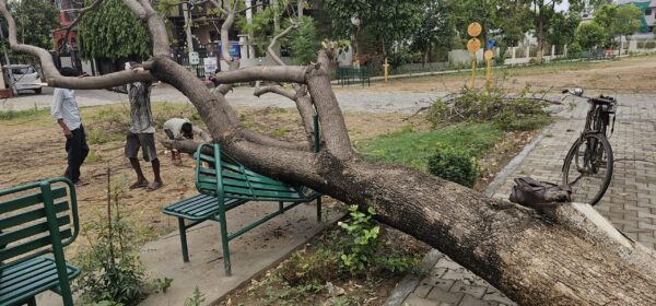 You are currently viewing जालंधर में बारिश व तेज आंधी का कहर, करोल बाग के पार्क में लगे लोहे की बेंच पर जा गिरा भारी भरकम पेड़, देखें CCTV 